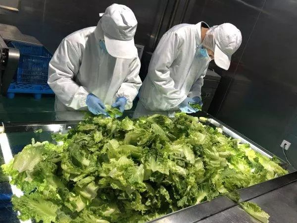 振興動態(tài) | 新品種引領(lǐng)餐桌革命，萬科農(nóng)業(yè)以即食蔬菜打開市場新藍海