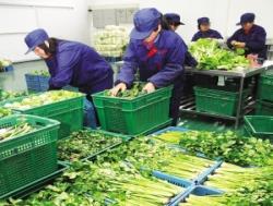 炭步蔬菜配送公司 依托冷鏈保鮮技術(shù)，打造苗木與生鮮一體化供應(yīng)鏈新標桿