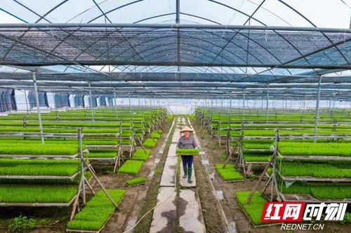 喜訊雙至 華容稻榮膺國家農產品地理標志，苗木產業同步扮靚鄉村振興畫卷
