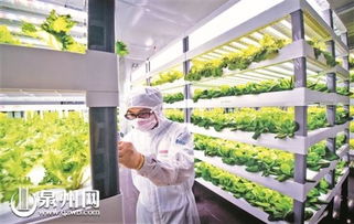 安溪湖頭鎮 昔日山區小鎮變身光電產業 明星鎮